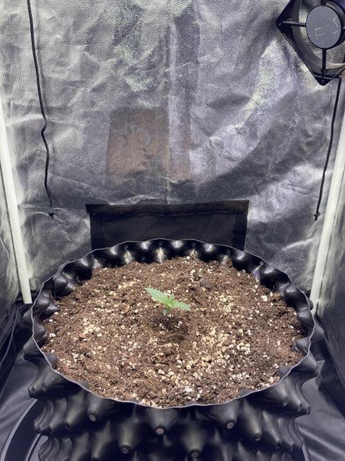 Auto | 9th. Week 2 - Day 8