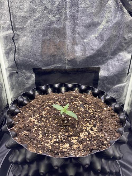 Auto | 9th. Week 2 - Day 9
