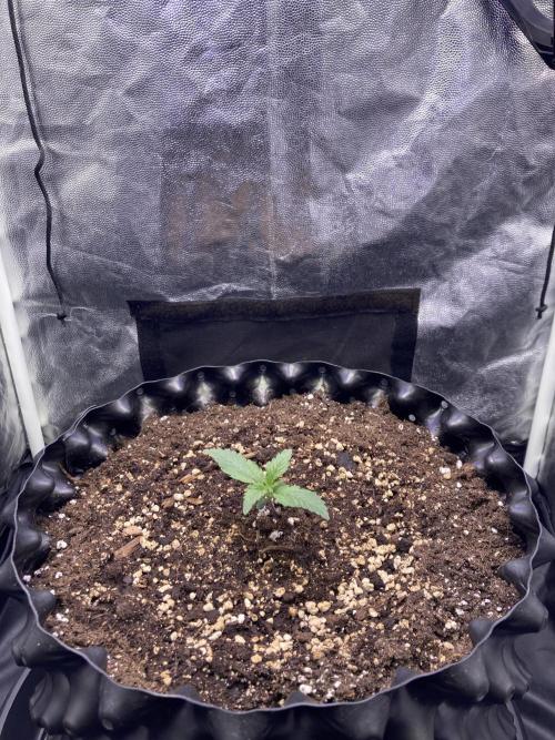 Auto | 9th. Week 2 - Day 10