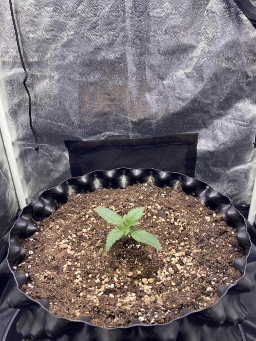 Auto | 9th. Week 2 - Day 11