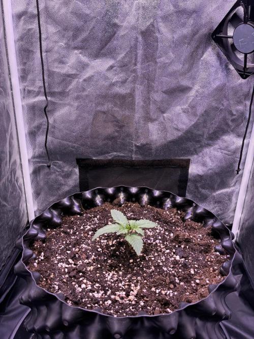 Auto | 9th. Week 2 - Day 12