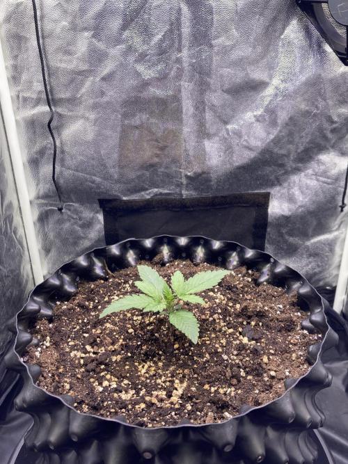Auto | 9th. Week 2 - Day 13