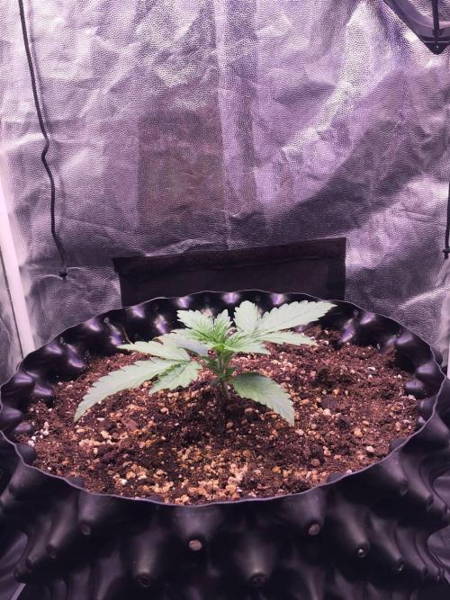 Auto | 9th. Week 3 - Day 15