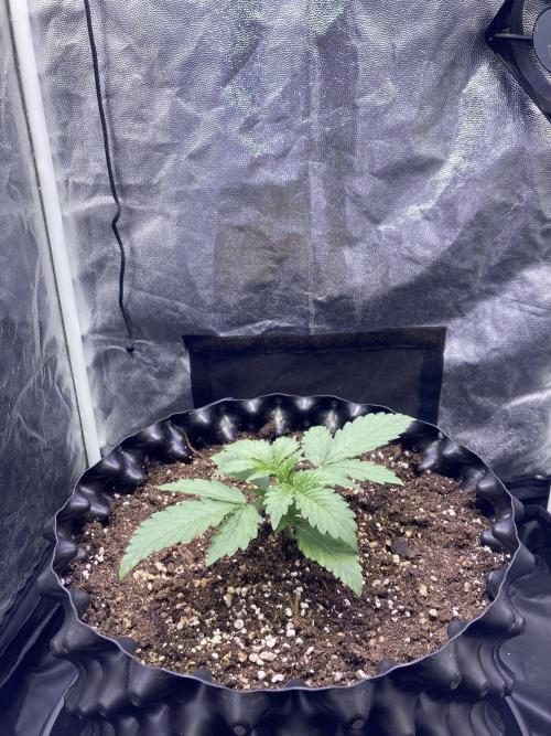 Auto | 9th. Week 3 - Day 16