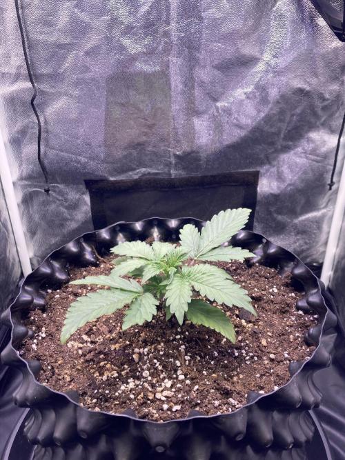 Auto | 9th. Week 3 - Day 17