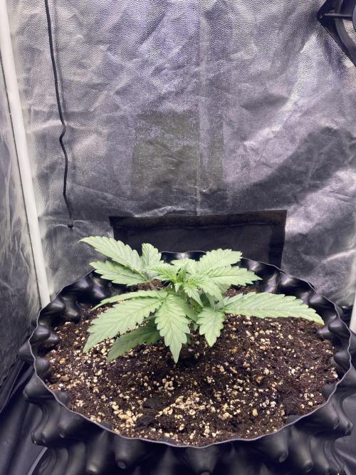Auto | 9th. Week 3 - Day 18