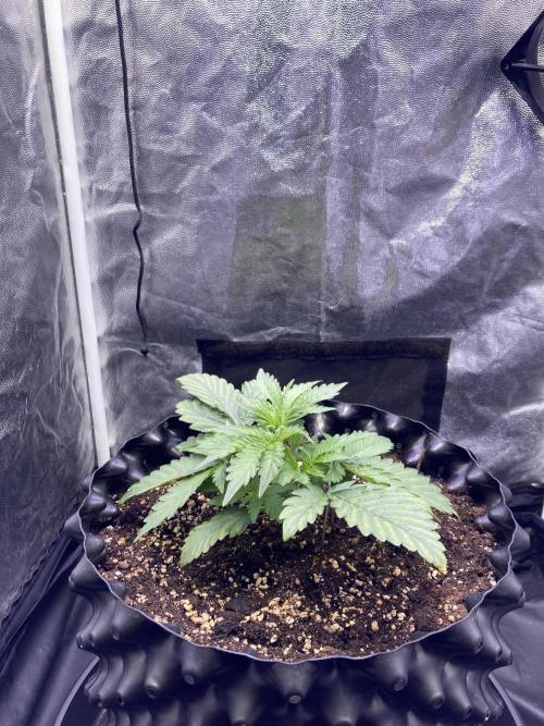 Auto | 9th. Week 3 - Day 19