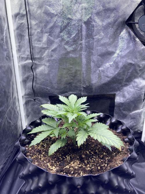 Auto | 9th. Week 3 - Day 20