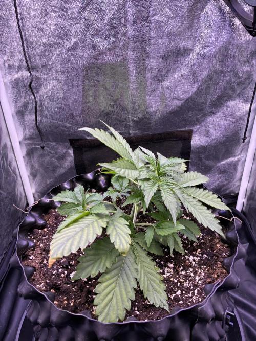 Auto | 9th. Week 4 - Day 22