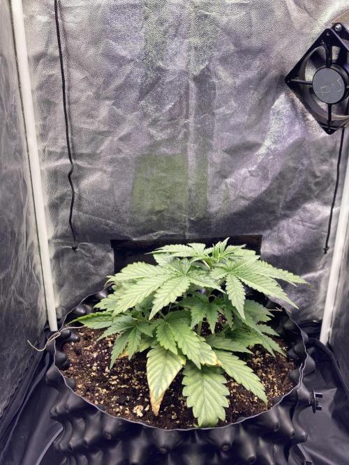 Auto | 9th. Week 4 - Day 23