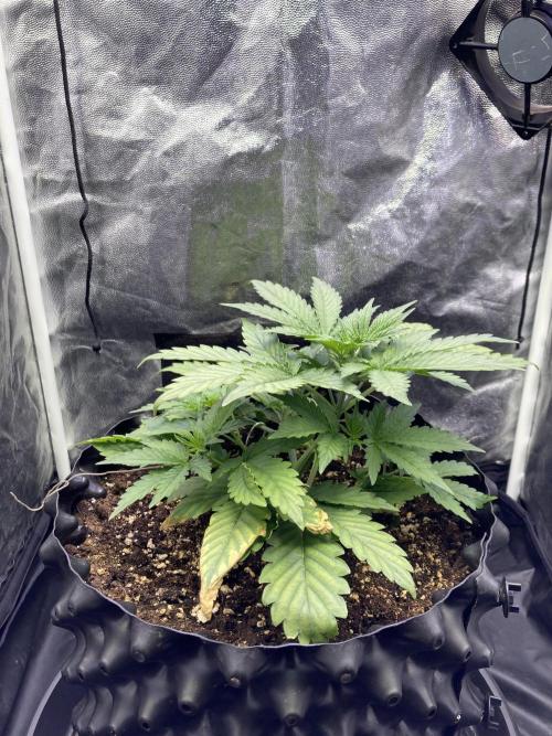 Auto | 9th. Week 4 - Day 24