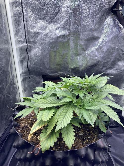Auto | 9th. Week 4 - Day 25