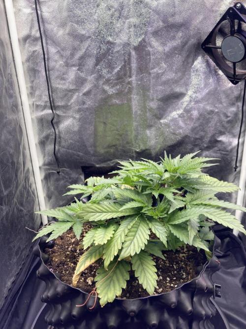 Auto | 9th. Week 4 - Day 26