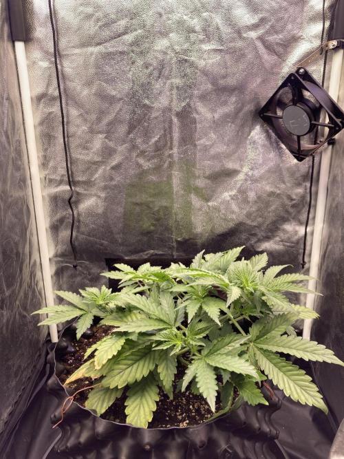 Auto | 9th. Week 4 - Day 27
