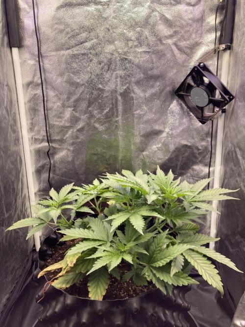 Auto | 9th. Week 5 - Day 29