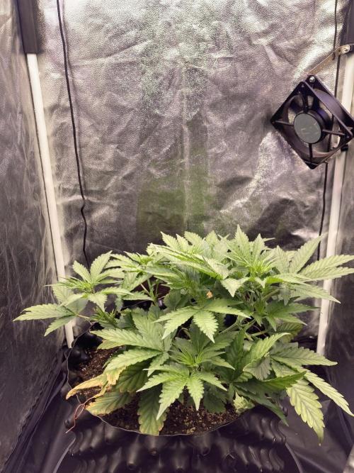 Auto | 9th. Week 5 - Day 30