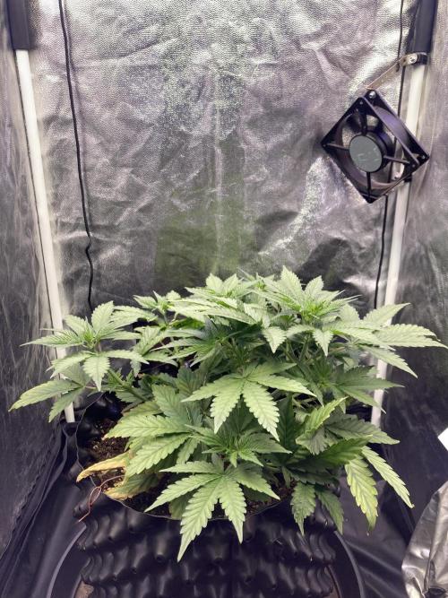 Auto | 9th. Week 5 - Day 31