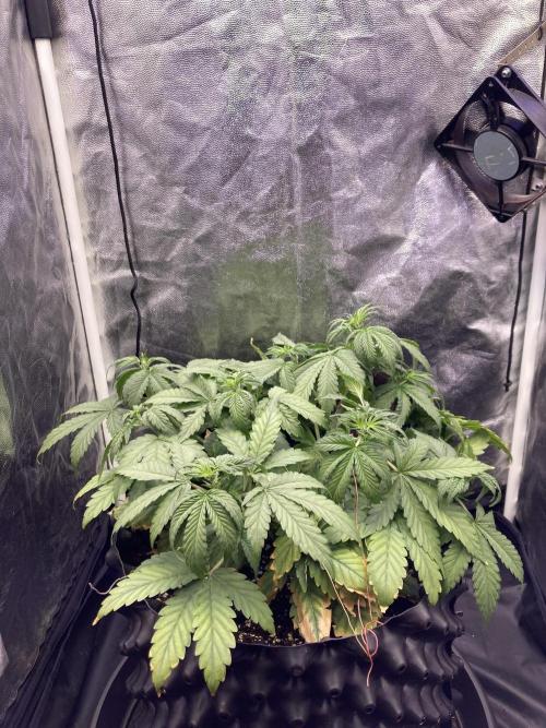 Auto | 9th. Week 5 - Day 32