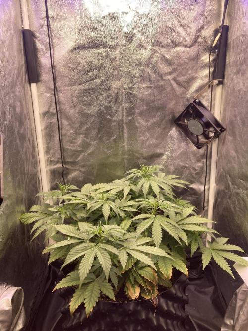 Auto | 9th. Week 5 - Day 33