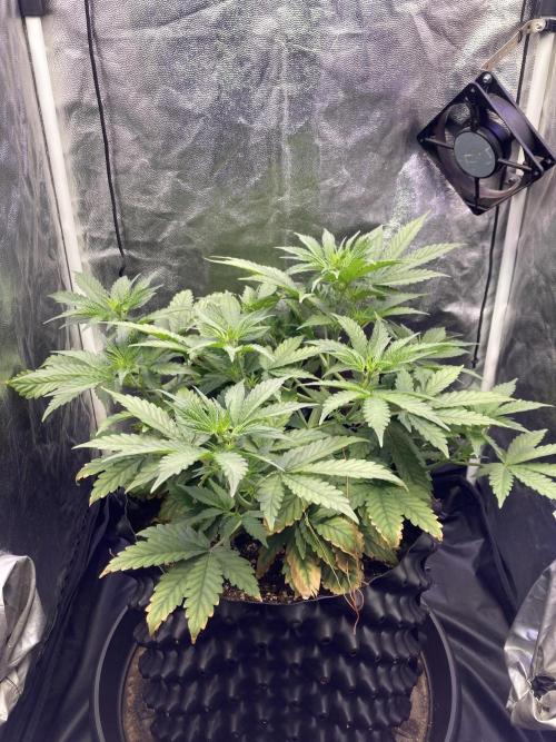 Auto | 9th. Week 5 - Day 34