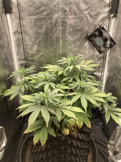 Auto | 9th. Week 6 - Day 36