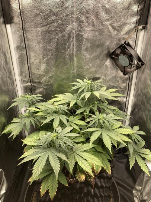 Auto | 9th. Week 6 - Day 37