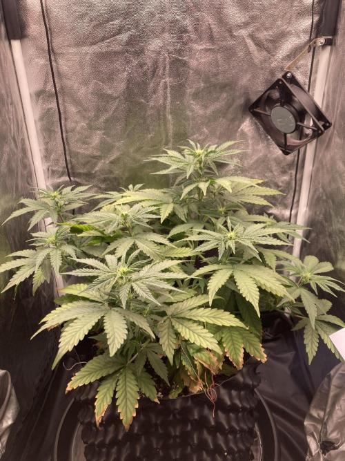 Auto | 9th. Week 6 - Day 38