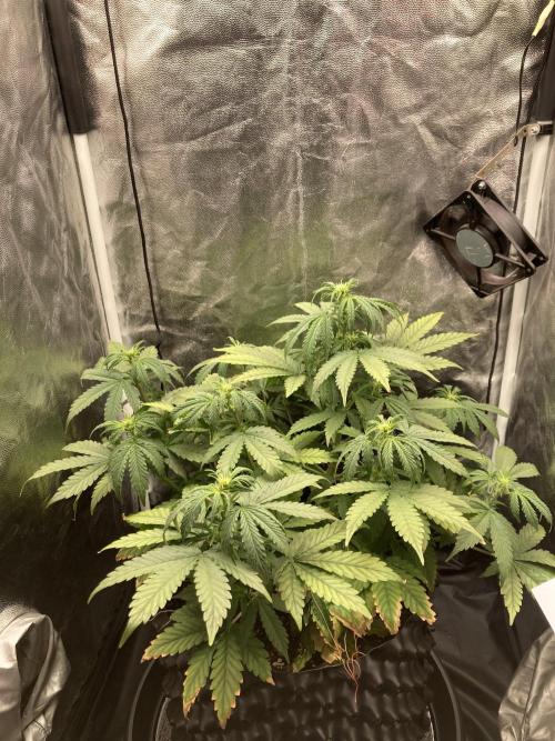 Auto | 9th. Week 6 - Day 39