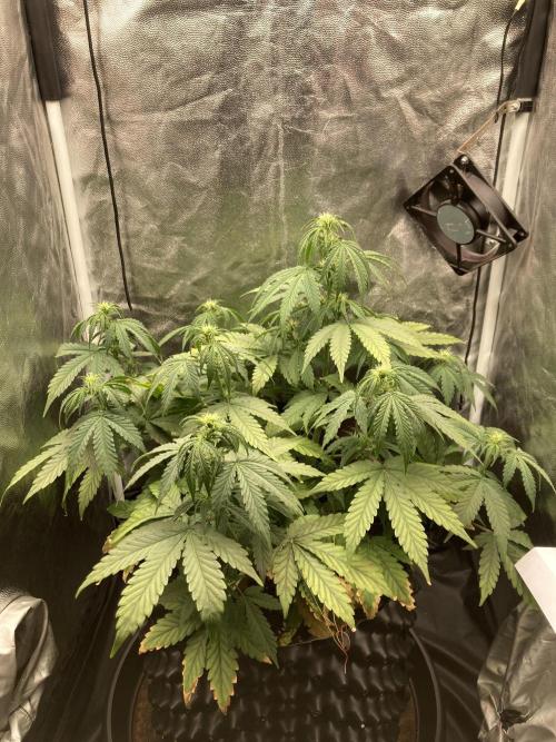 Auto | 9th. Week 6 - Day 40