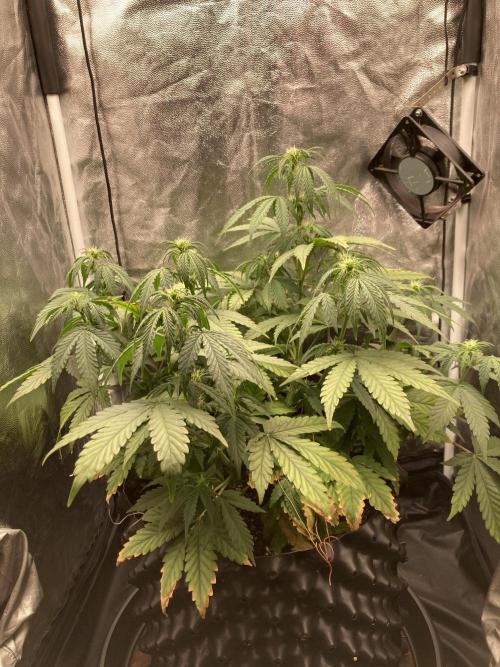 Auto | 9th. Week 6 - Day 41