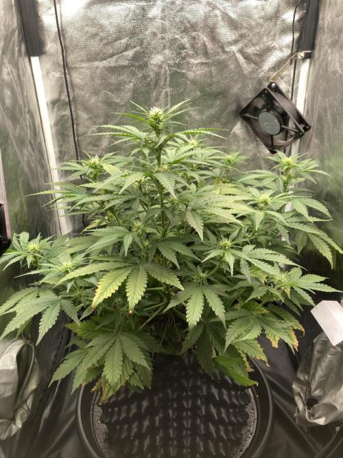 Auto | 9th. Week 7 - Day 43