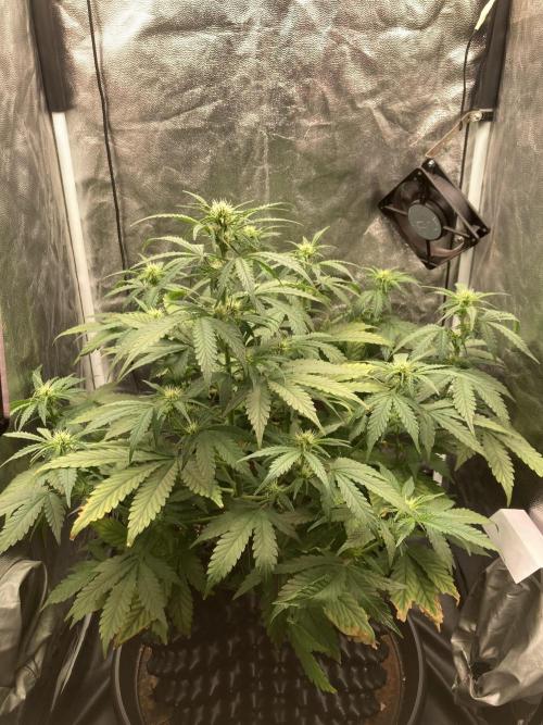 Auto | 9th. Week 7 - Day 44