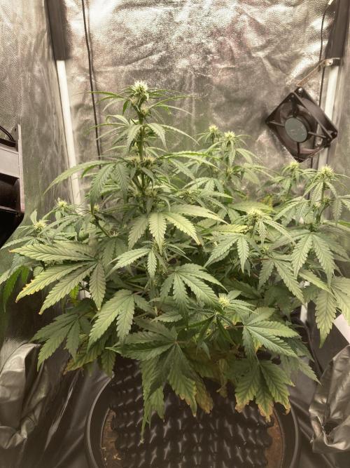 Auto | 9th. Week 7 - Day 45