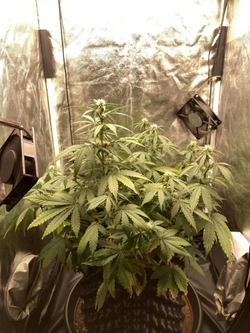 Auto | 9th. Week 7 - Day 46