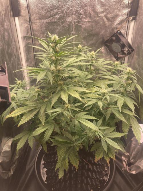 Auto | 9th. Week 7 - Day 47