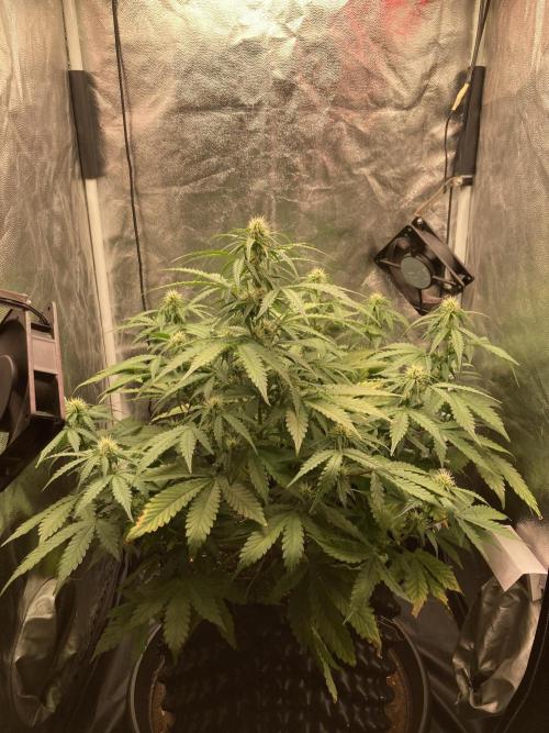 Auto | 9th. Week 7 - Day 48