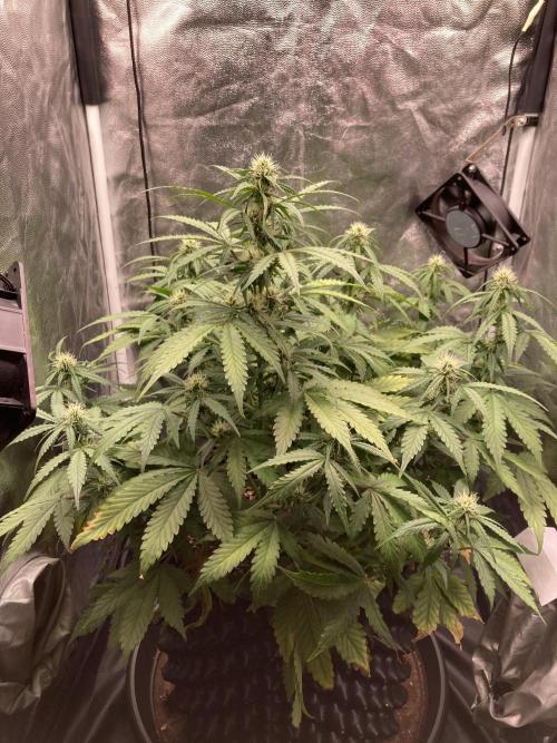 Auto | 9th. Week 8 - Day 50
