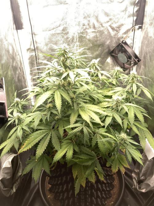 Auto | 9th. Week 8 - Day 51
