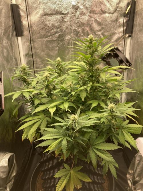 Auto | 9th. Week 8 - Day 52