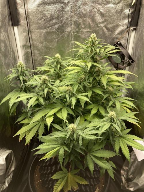 Auto | 9th. Week 8 - Day 53