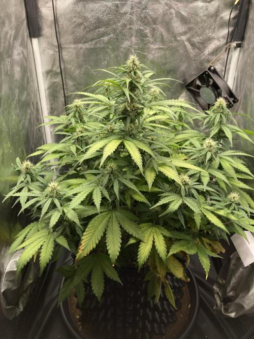 Auto | 9th. Week 8 - Day 54