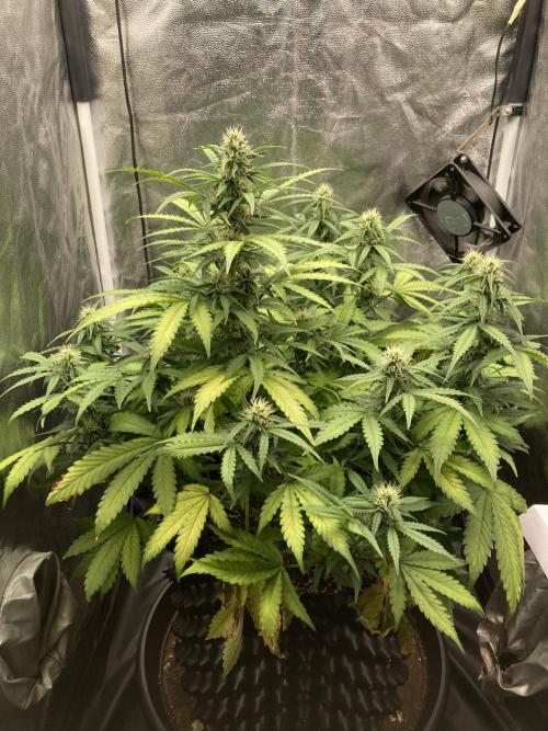 Auto | 9th. Week 8 - Day 55