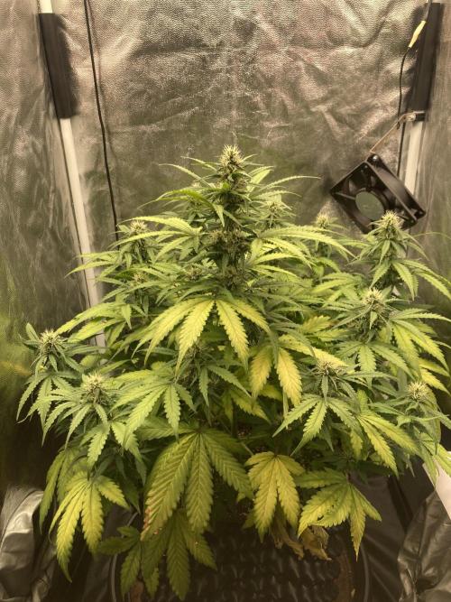 Auto | 9th. Week 8 - Day 56