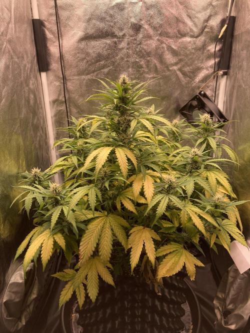 Auto | 9th. Week 9 - Day 57