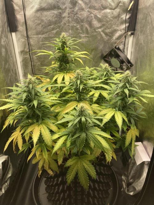 Auto | 9th. Week 9 - Day 58