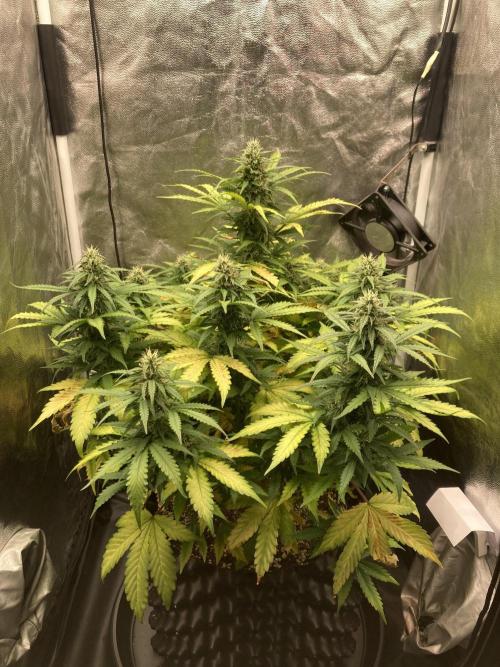 Auto | 9th. Week 9 - Day 60
