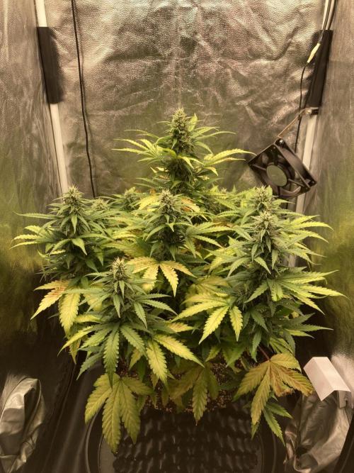 Auto | 9th. Week 9 - Day 61