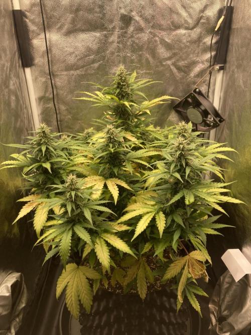 Auto | 9th. Week 9 - Day 62