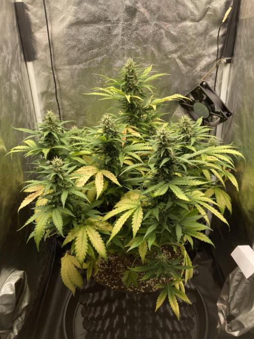 Auto | 9th. Week 9 - Day 63