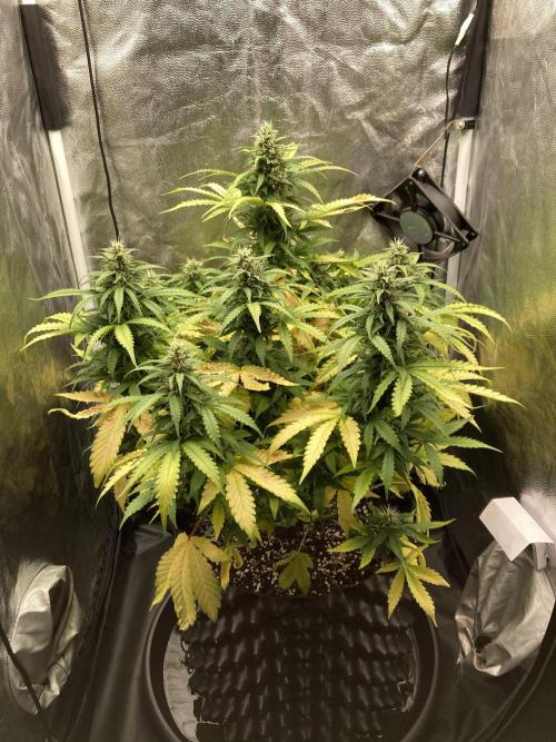 Auto | 9th. Week 10 - Day 64
